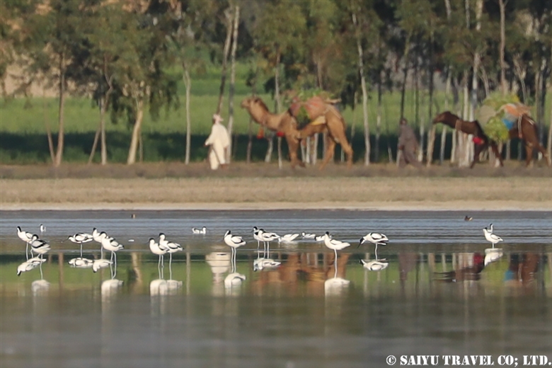 ソリハシセイタカシギ Pied Avocet （ソーン渓谷）